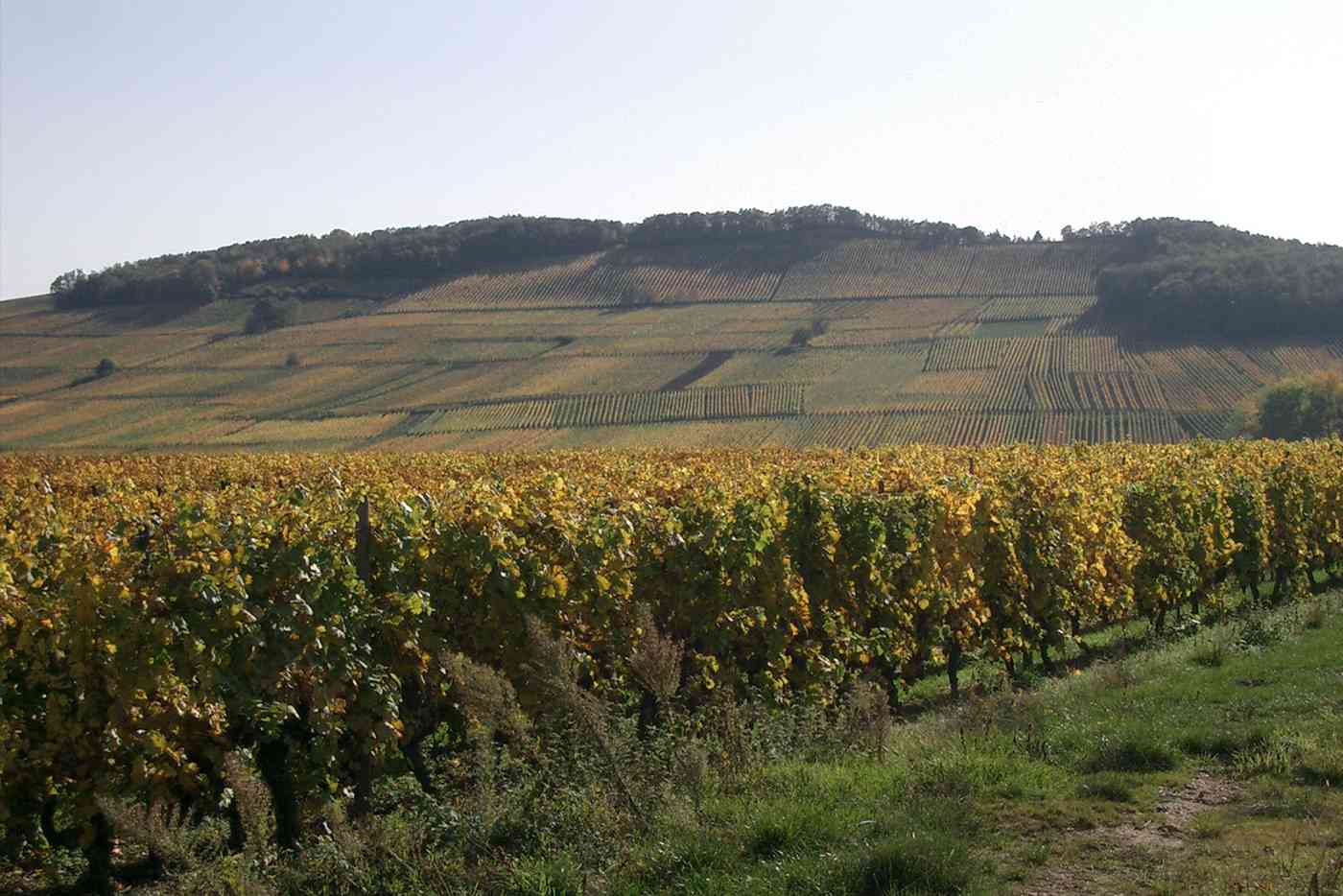 【Only on June 1】Famille Hugel Winemaker’s Dinner with Edo-mae Sushi Kaiseki