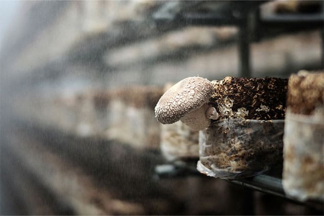 天恵菇