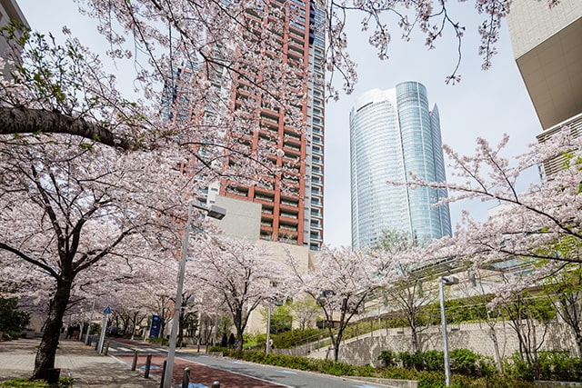 六本木ヒルズ　桜イメージ 640 2025